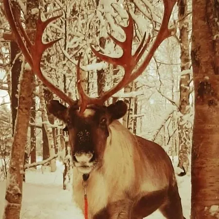 Villa Joulutaehti, A Christmas Family For 9 Rovaniemi
